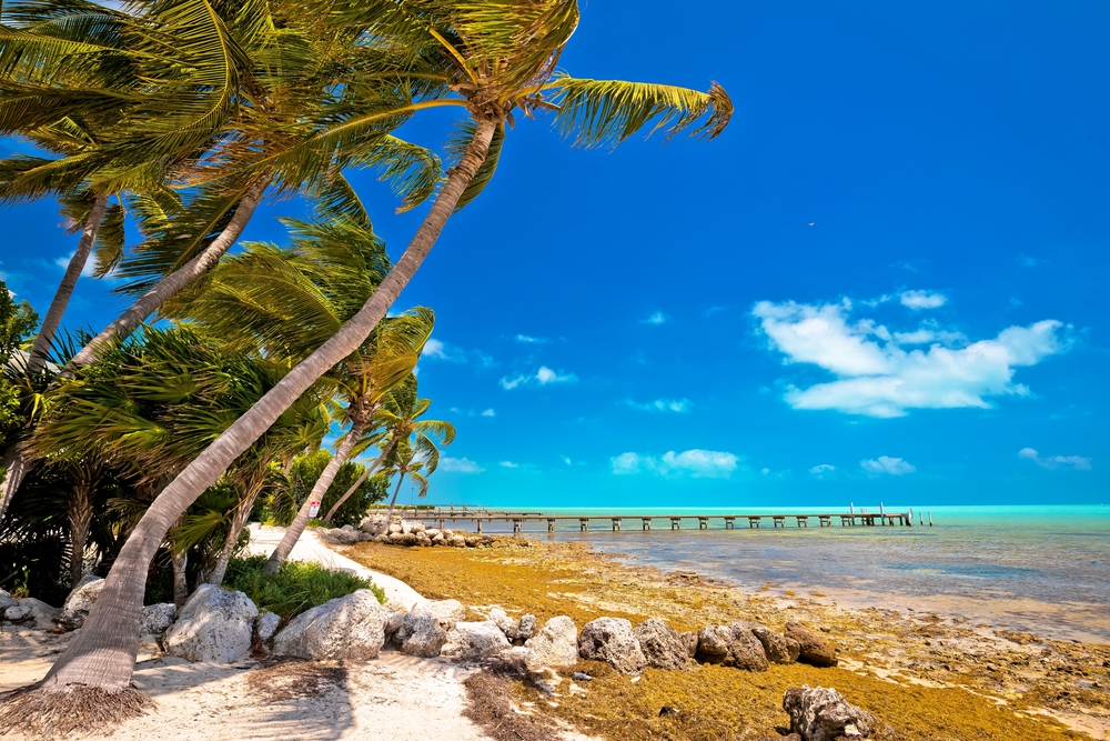 a bright, tropical sky and leaning palm trees over the water and the green patches of algae washed ashore with large boulders along the shore, a section of beach at one of the best small towns in Florida.
