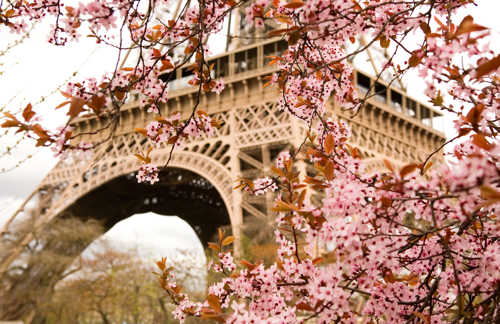 Spring in Paris. Bloomy cherry tree and the Eiffel Tower. Focus on flowers