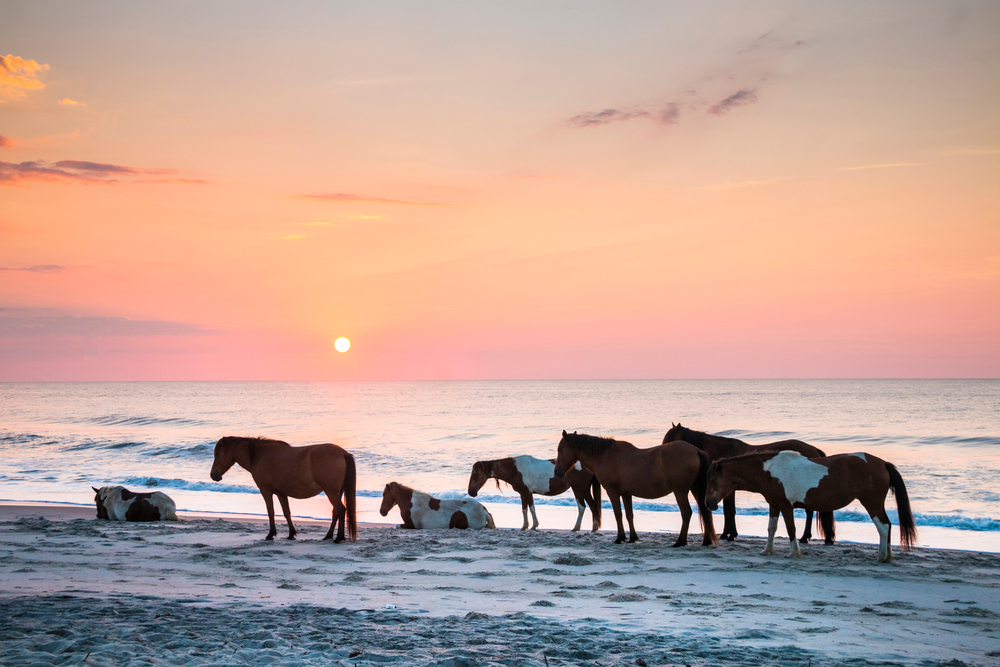 the wild ponies of assateague island national seashore in virginia. this island is one of the best weekend getaways in virginia 