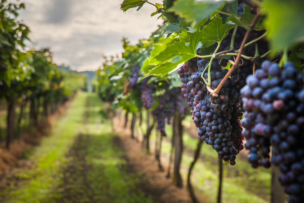 a row of grapes at the Barons Creek Vineyard in Texas. coming here is one of the best weekend trips in Texas