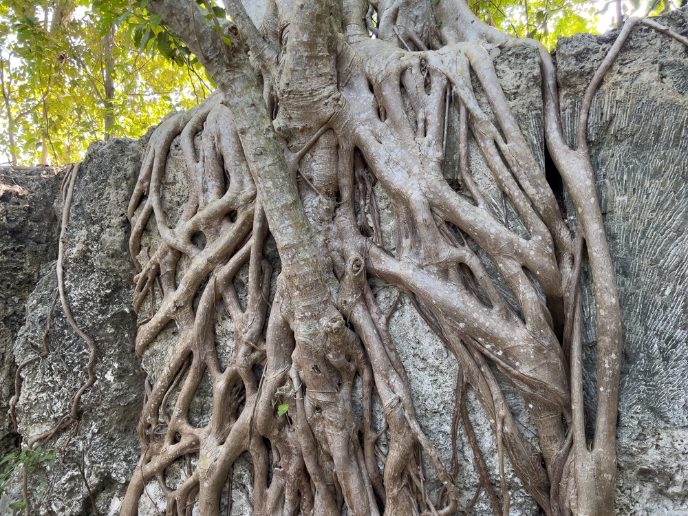 A tree with roots growing in fossilized coral