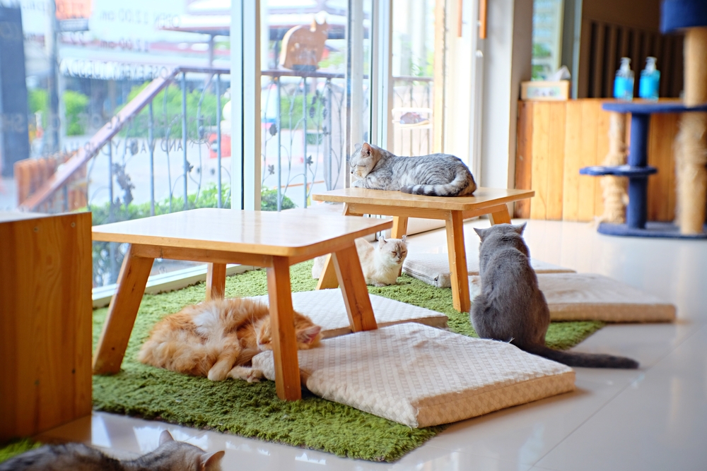 some cats sleeping and sitting on the floor and table tops, featured at the cutest option for the best things to do in Georgetown, visiting a cat cafe!