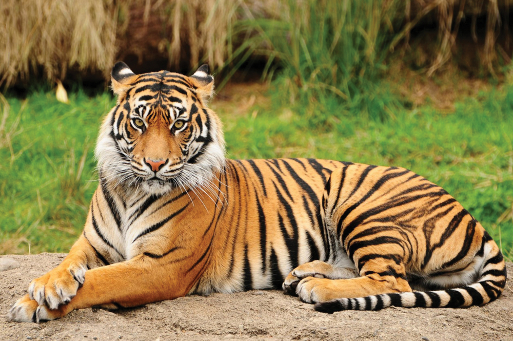 A tiger laying down at Turpentine Creek Wildlife Refuge looking at the camera head on. 