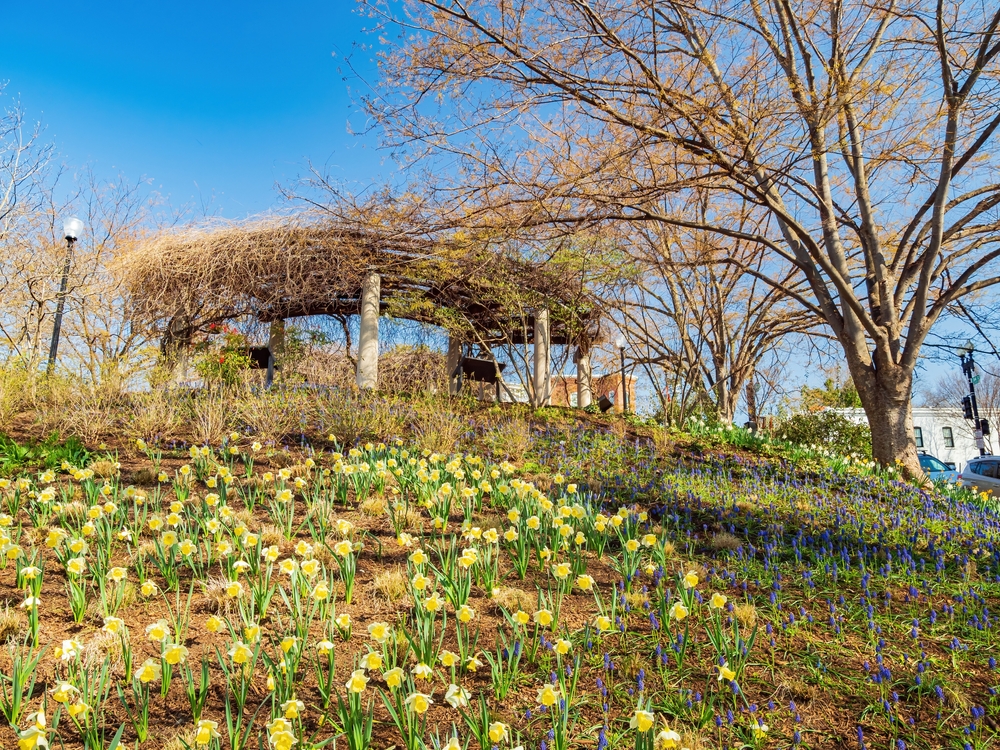 beautiful daffodils and other flowers leading up to a circular structure working as the memorial to Francis Scott Key, one of the best things to do in Georgetown!