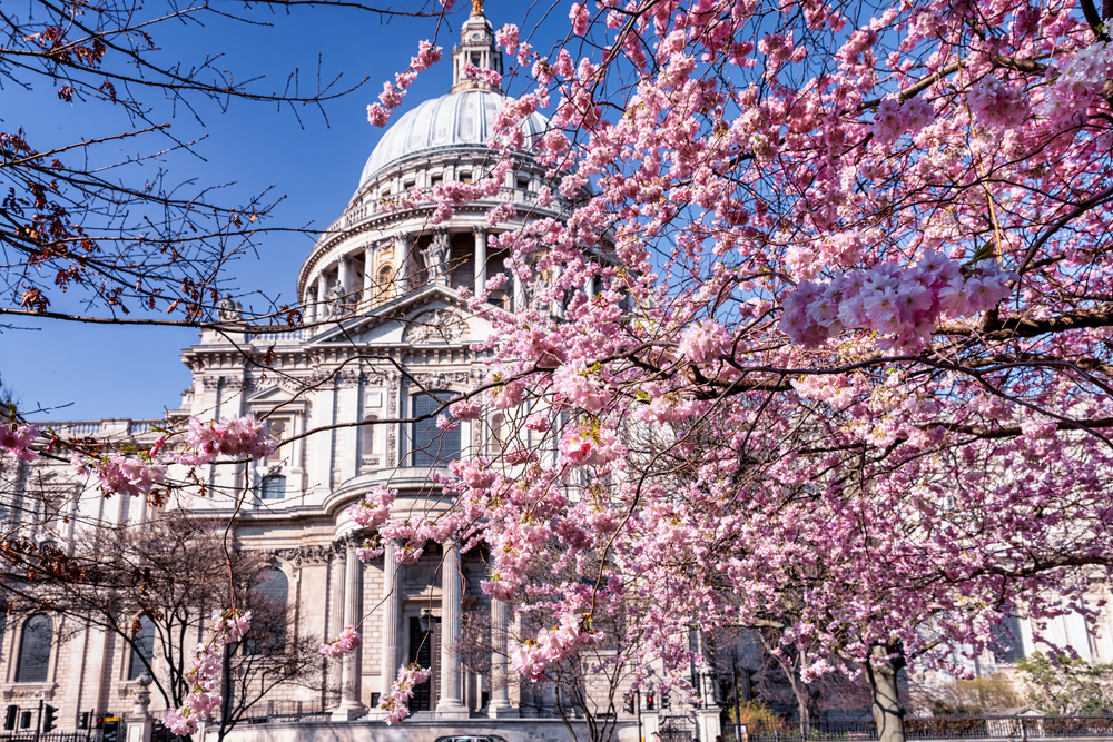 Colorful cherry tree blossoms in front of the St. Pauls Cathedral