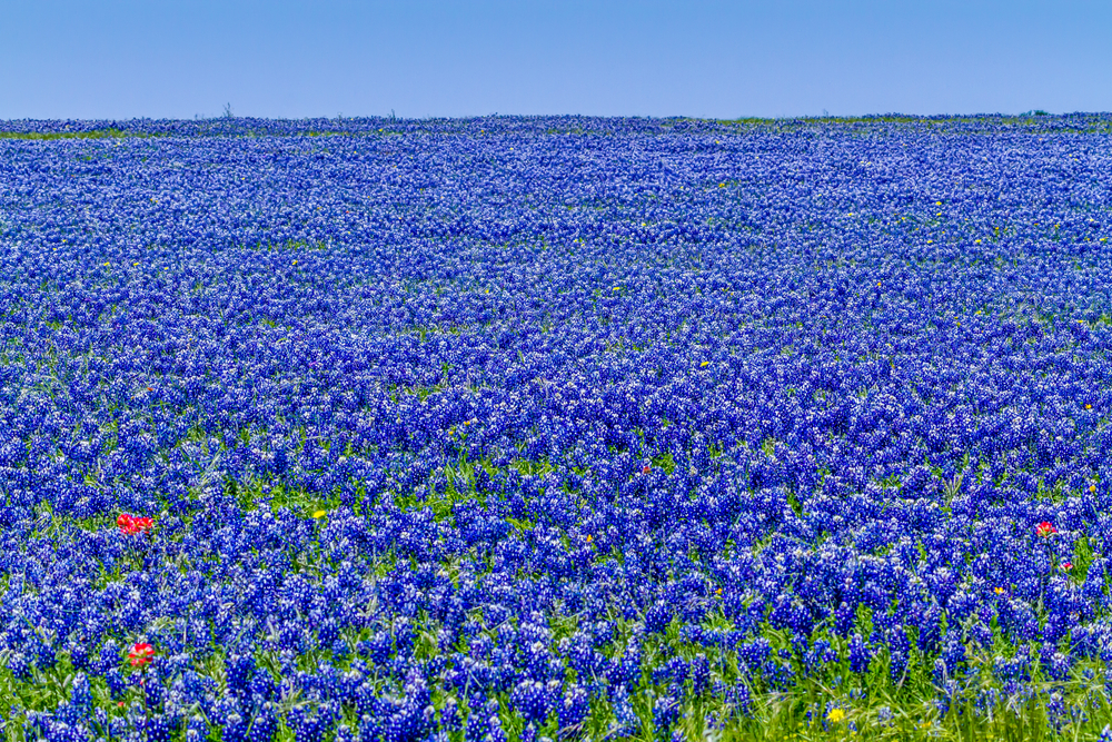 a field full of bluebonnets in Fredericksburg Texas in the spring. the flowers cover almost the entire photo. 
