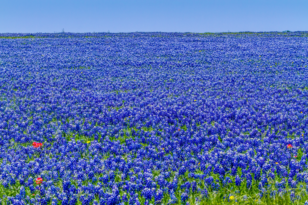 a field full of bluebonnets in Fredericksburg Texas in the spring. the flowers cover almost the entire photo.