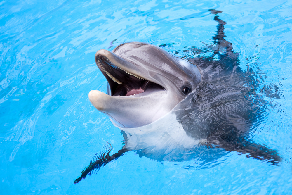 A dolphin with it's head sticking up out of the water and it's mouth open