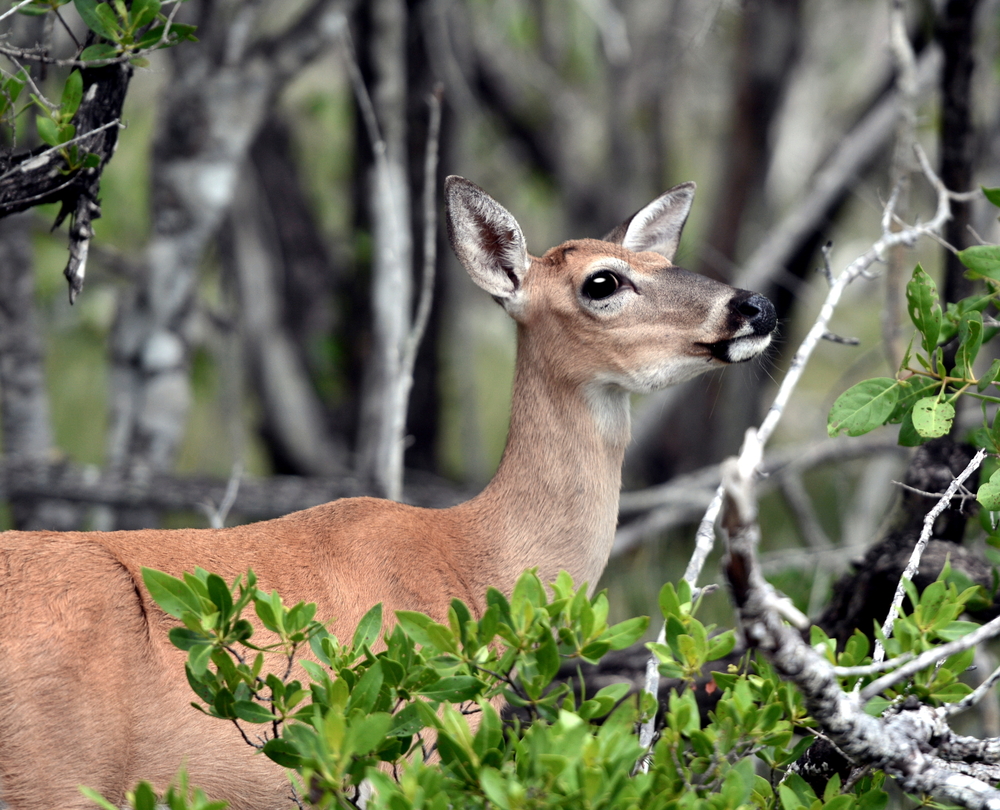 A closeup image of a Key Deer, a protected species in the Florida Keys