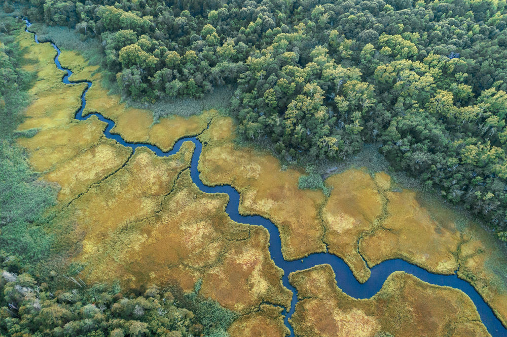 An aerial view of a salt marsh with a creek running through it and a dense forest on each side