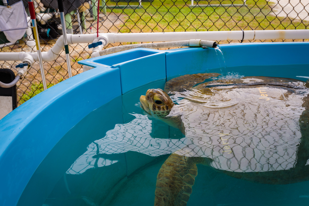 A turtle in a tank at the Turtle Hospital, a interesting stop on a Miami to Key West road trip
