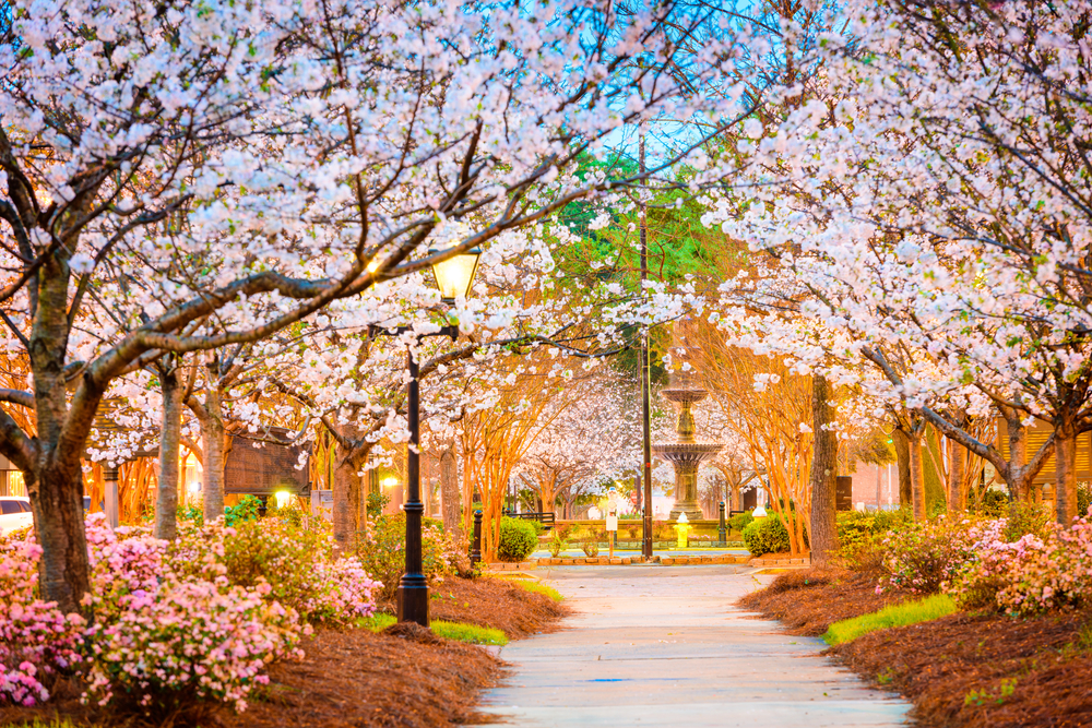 side walk view of a water fountain in Macon, surrounded by spring budding trees with a pink and golden hue