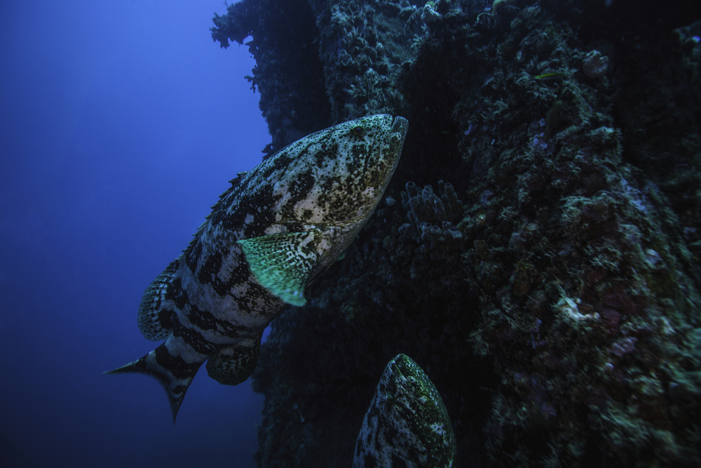 A grouper fish on the side of a sunken ship that has become a coral reef, Miami to Key West road trip