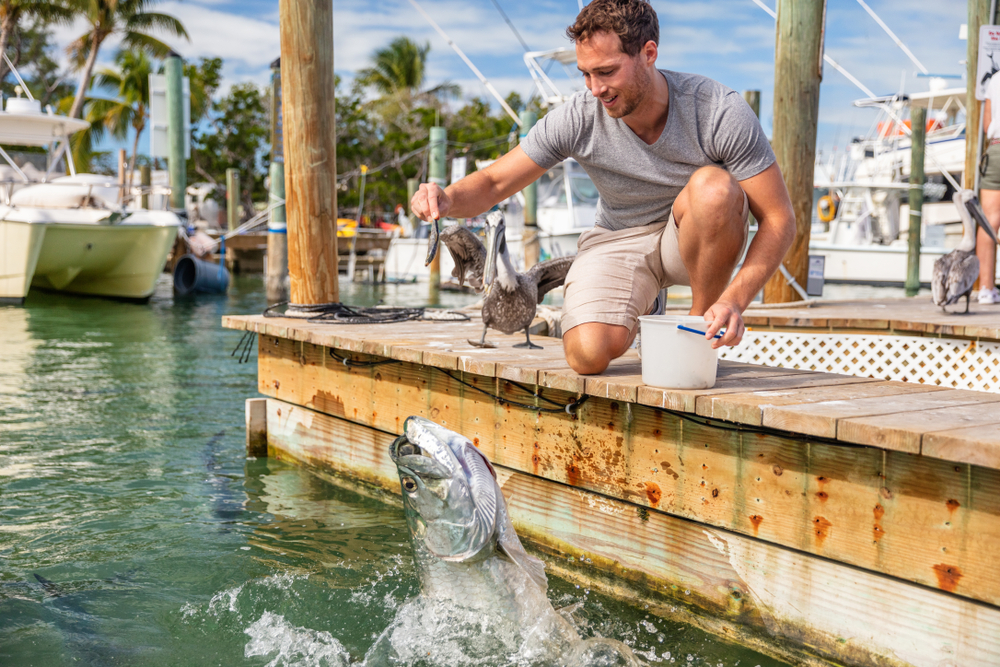A man holding a small fish while a tarpon fish jumps out of the water to catch it, Miami to Key West road trip