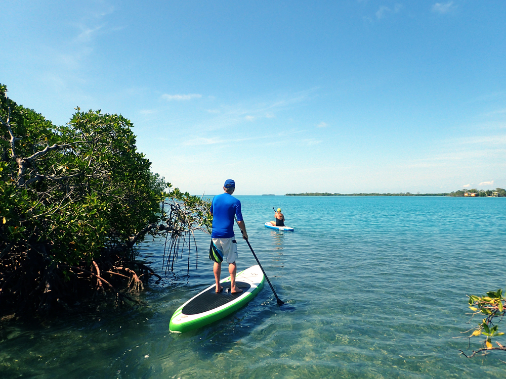 Two people paddle board through mangrove forests and into open water while participating in one of the best things to do in Anna Maria Island. 