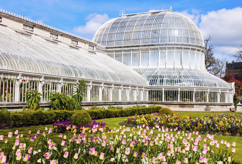the beautiful botanical garden in Washington DC with purple tulips blooming during the spring!