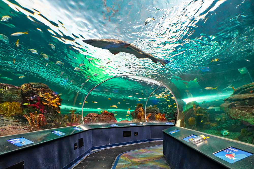 a tunnel with a moving conveyor belt with a bunch of water and fish showing you the uniqueness of marine life available at this cool attraction for your weekend in Toronto!