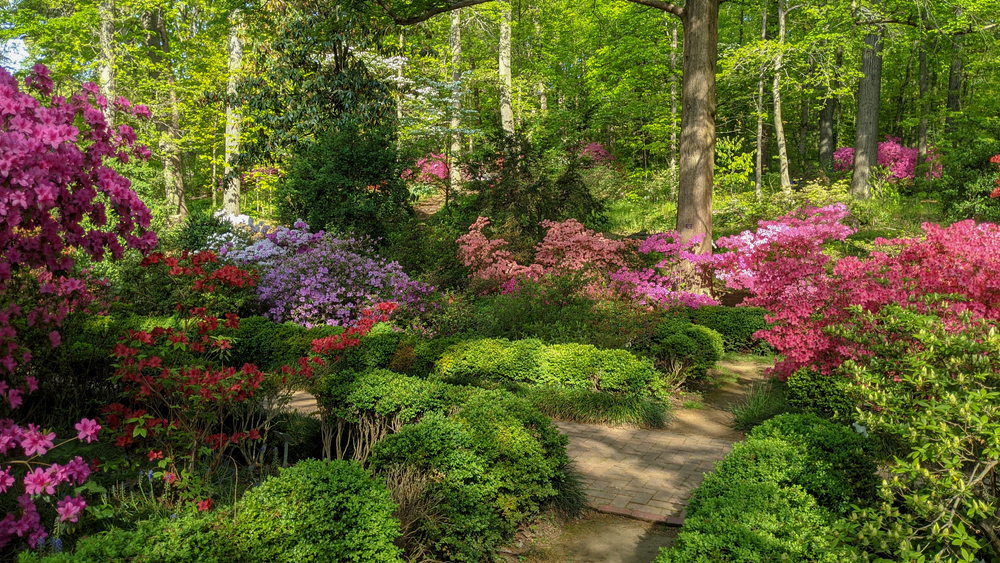 a beautiful garden at the National Arboretum. this is a must visit during your weekend in Washington DC