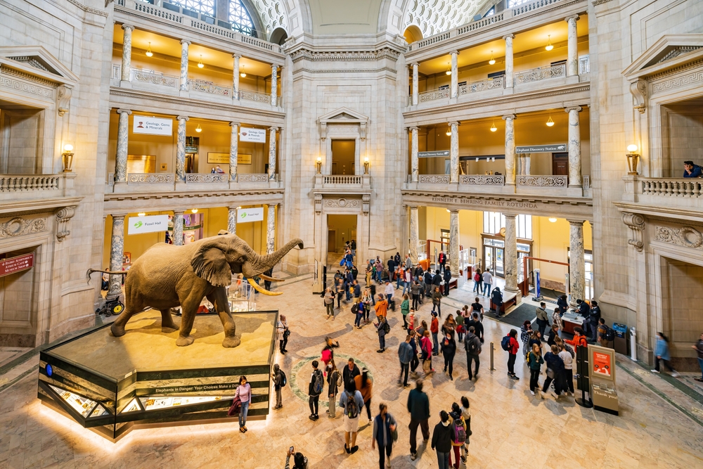 the elephant in the middle of the natural history museum this is one of the most popular stops during a weekend in Washington DC