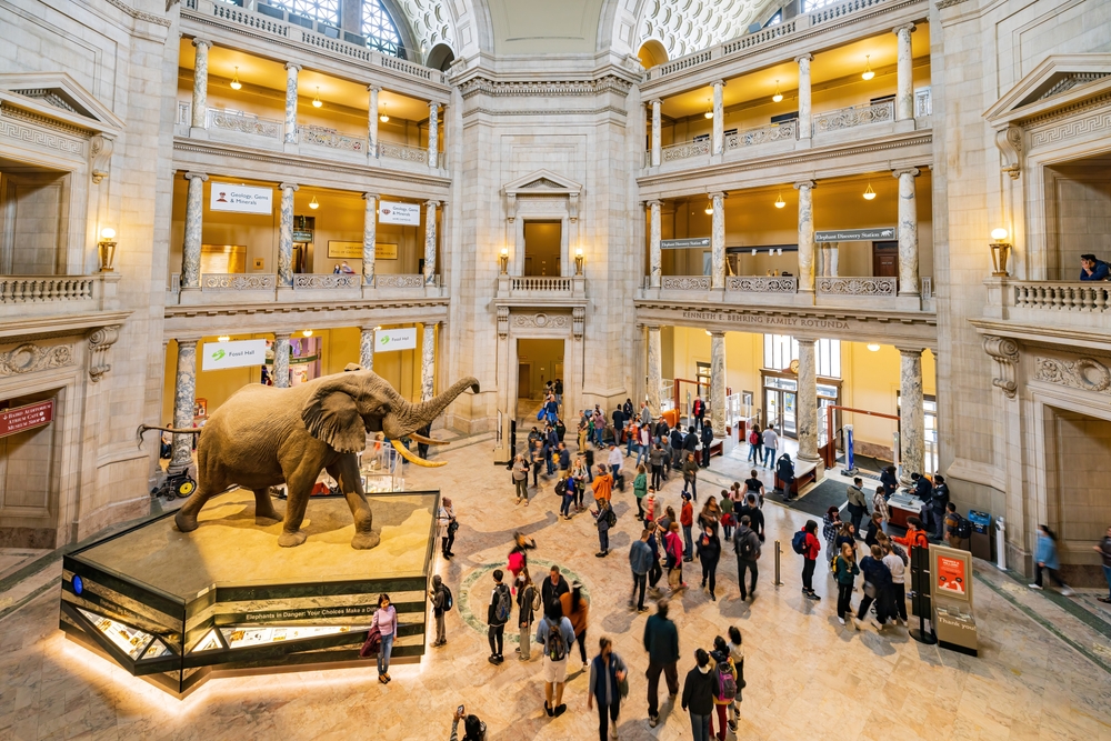 the elephant in the middle of the natural history museum this is one of the most popular stops during a weekend in Washington DC 