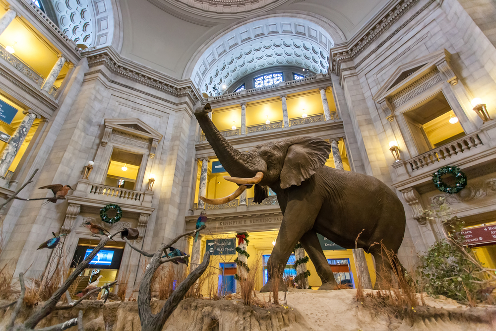 the inside of the Smithsonian museum in Washington DC with big elephant in the middle of a beautiful marble room. this is a must visit during your weekend in Washington DC
