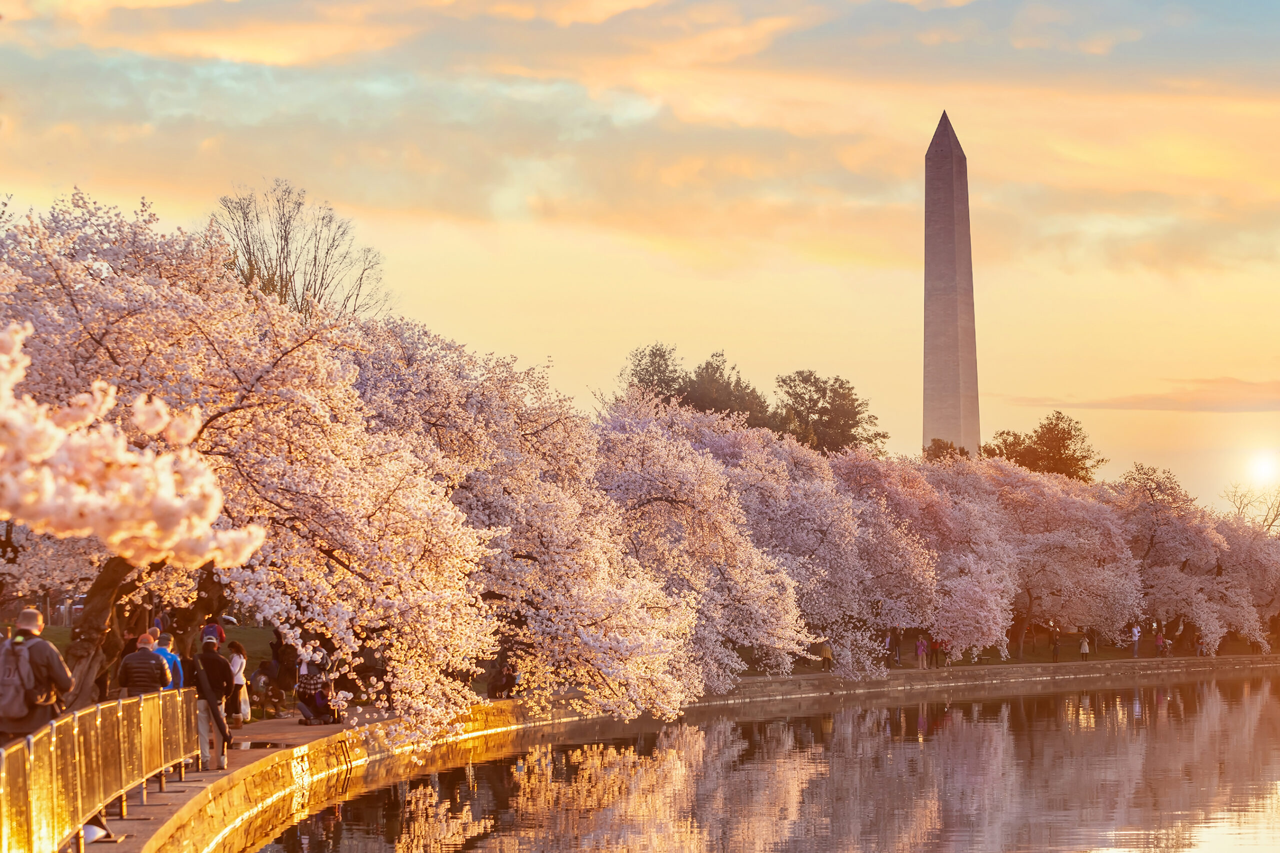 the Washington mounment surrounded by cherry blossoms during spring in DC