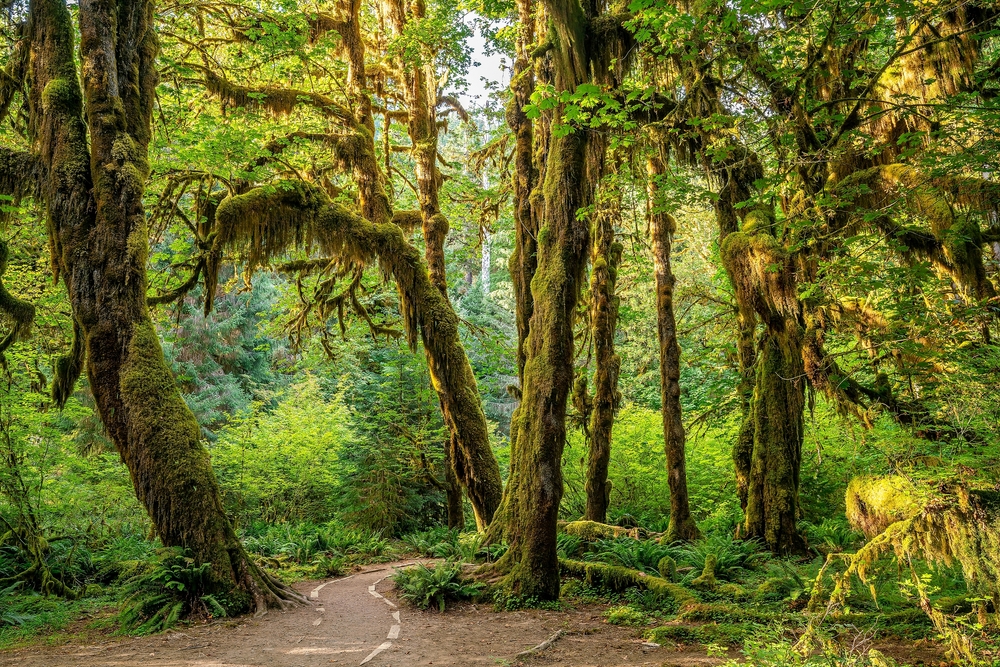 Moss covered trees along a hiking trail in the Hoh Rainforest.