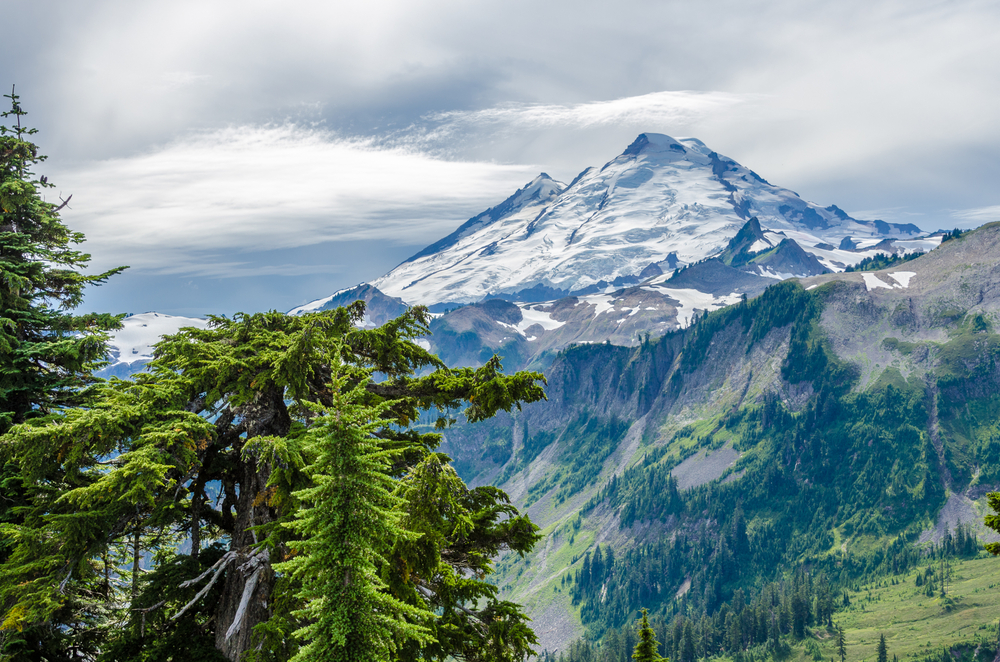 Cloudy day over Mount Baker with trees in the foreground.