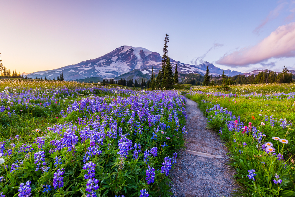 A hiking trail cutting through a field of colorful wildflowers with Mount Rainier in the distance at dusk.