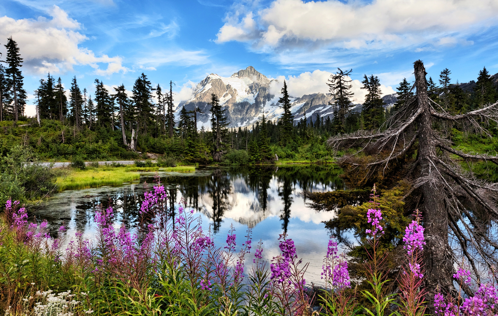 Mt Shuksan reflecting in Highwood Lake with purple flowers in the foreground in Washington State.