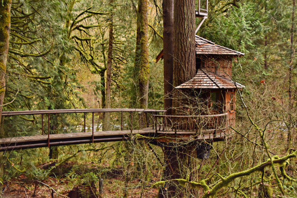 A beautiful tree house wrapped around a tree with an elevated bridge leading to it in a forest.
