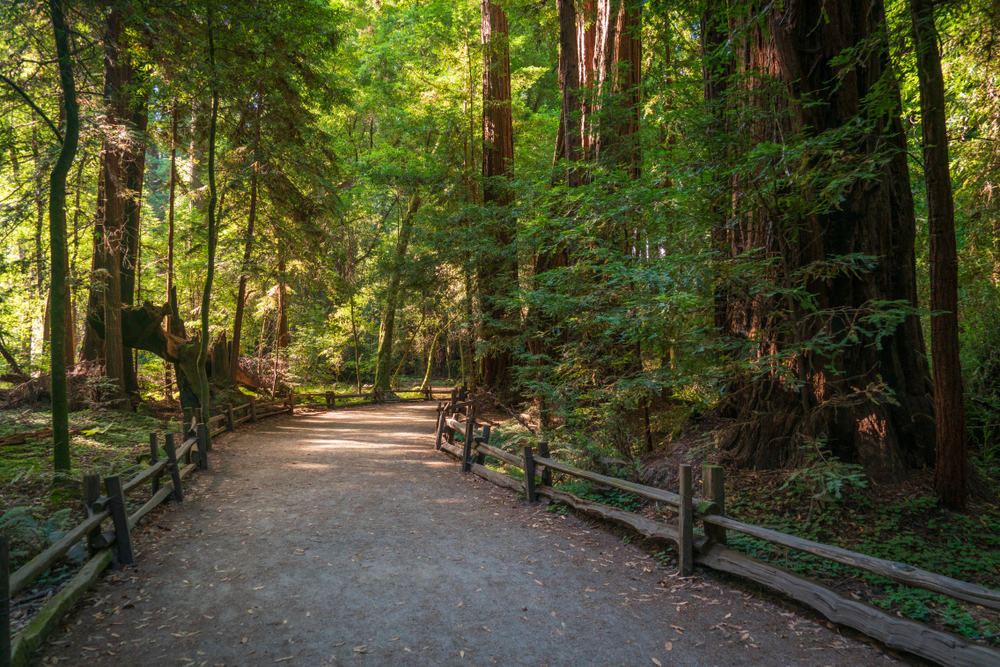The Henry Cowell Redwoods State Park with a trail and trees either side. 