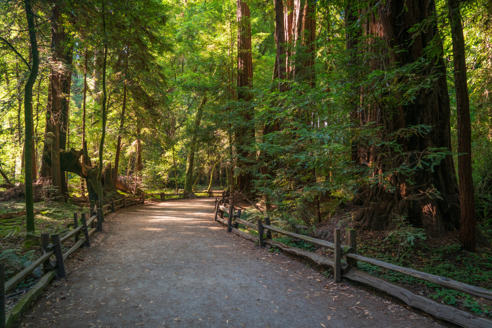 The Henry Cowell Redwoods State Park with a trail and trees either side.