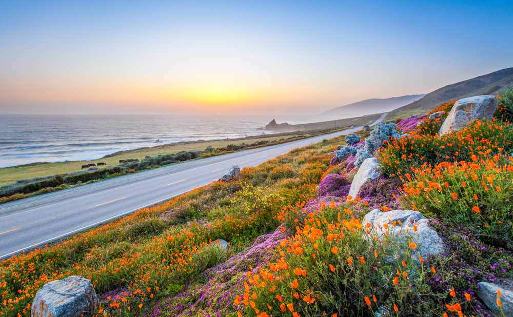 wild flowers and California coastline in Big Sur at sunset. In an article about San Francisco to Los Angeles Road Trip  