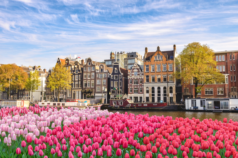 Amsterdam in the spring. there are beautiful pink tulips along the river side. there is also a few boats passing through the waters and brick townhouses in the back around. 