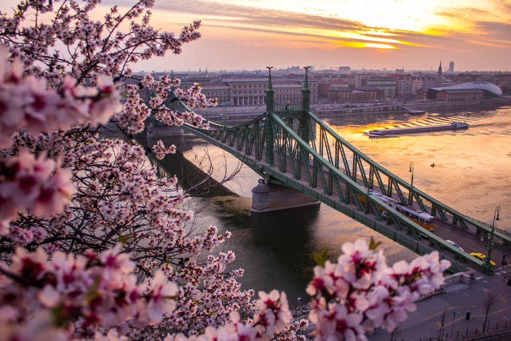 a beautiful view of the Budapest bridge during April with pretty pink flowers in frame and plenty of cars crossing the bridge. This photo was taken at sunset so the sky is lit up with yellows and purples. 