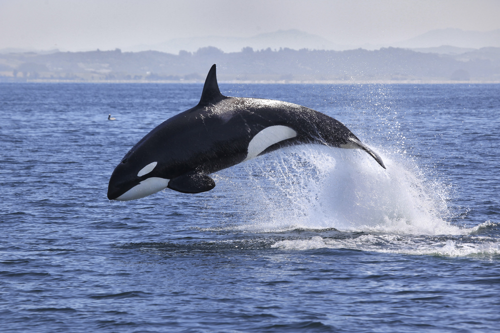 Black and white whale jumping out of the water in Washington State.