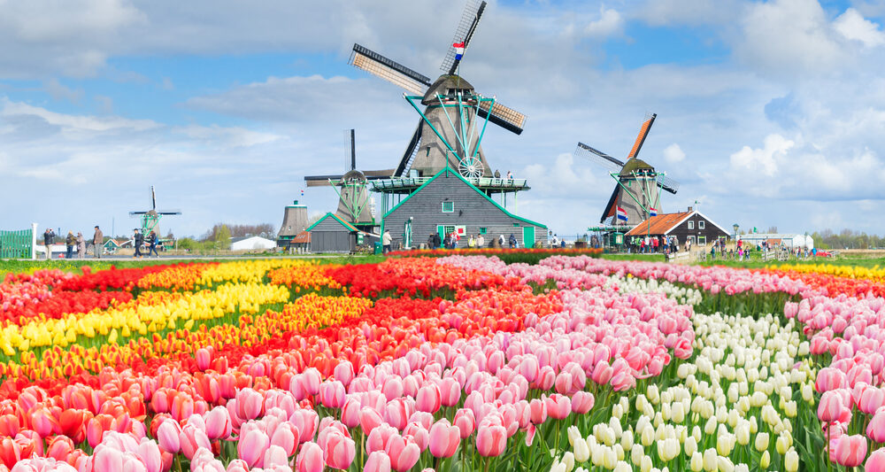 dutch windmills with beautifully colored tulips in the back around.