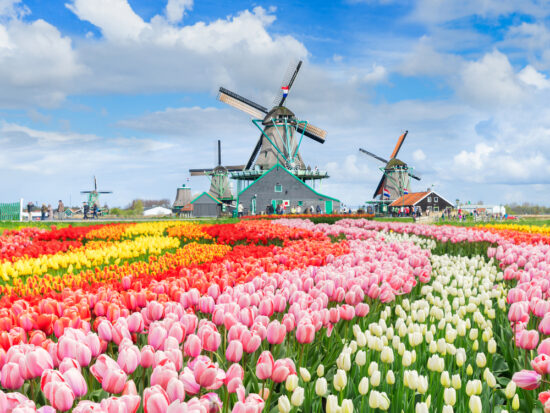 dutch windmills with beautifully colored tulips in the back around.