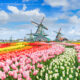 dutch windmills with beautifully colored tulips in the back around.