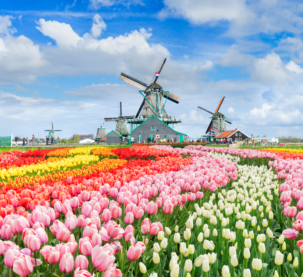 three traditional Dutch windmills of Zaanse Schans and rows of tulips, Netherlands. Holland spring windmills and flowers landscape. Spring is one of the best times to visist Europe.  