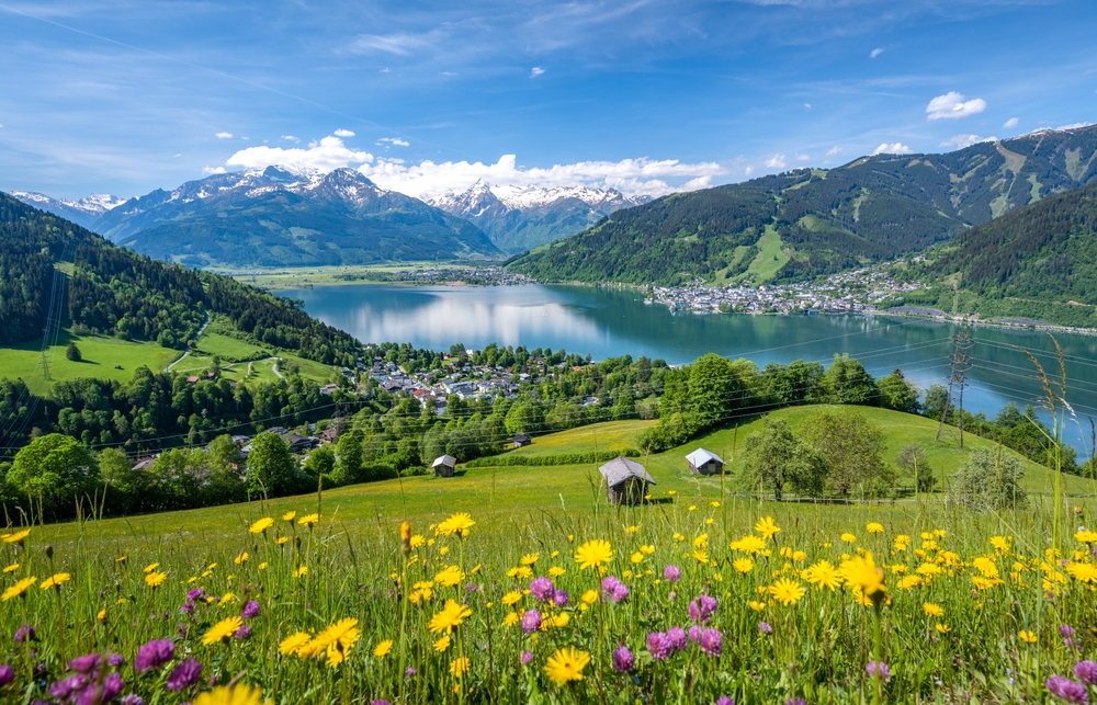 Idyllic summer landscape with a flower meadow, snowy mountains and a blue lake, Zell am See, Pinzgau, Salzburger Land, Austria, Europe