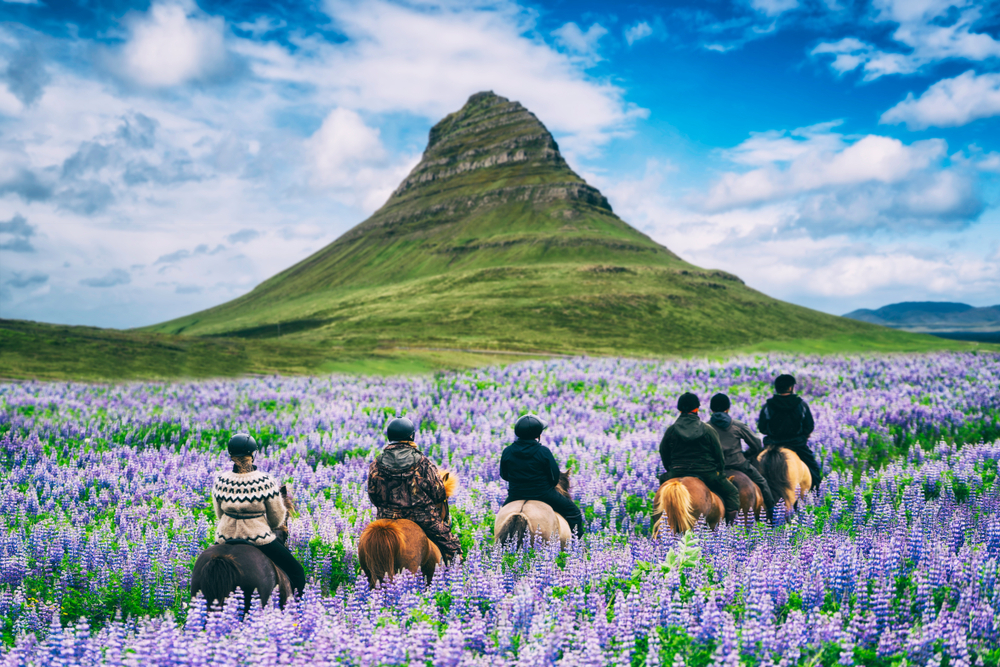 A group of people going horseback riding in a field of lupines with a green grass covered mountain in the distance