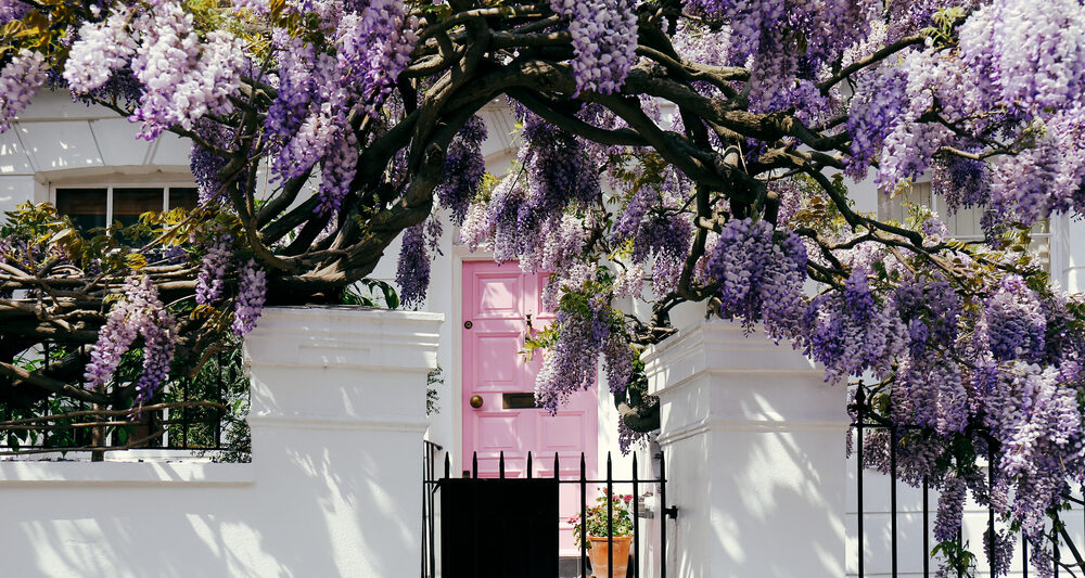 A white house with a pink door surrounded by purple wisteria vines one of the best places to visit in Europe in May