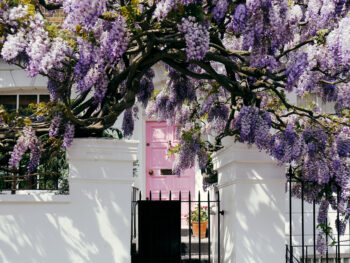 A white house with a pink door surrounded by purple wisteria vines one of the best places to visit in Europe in May