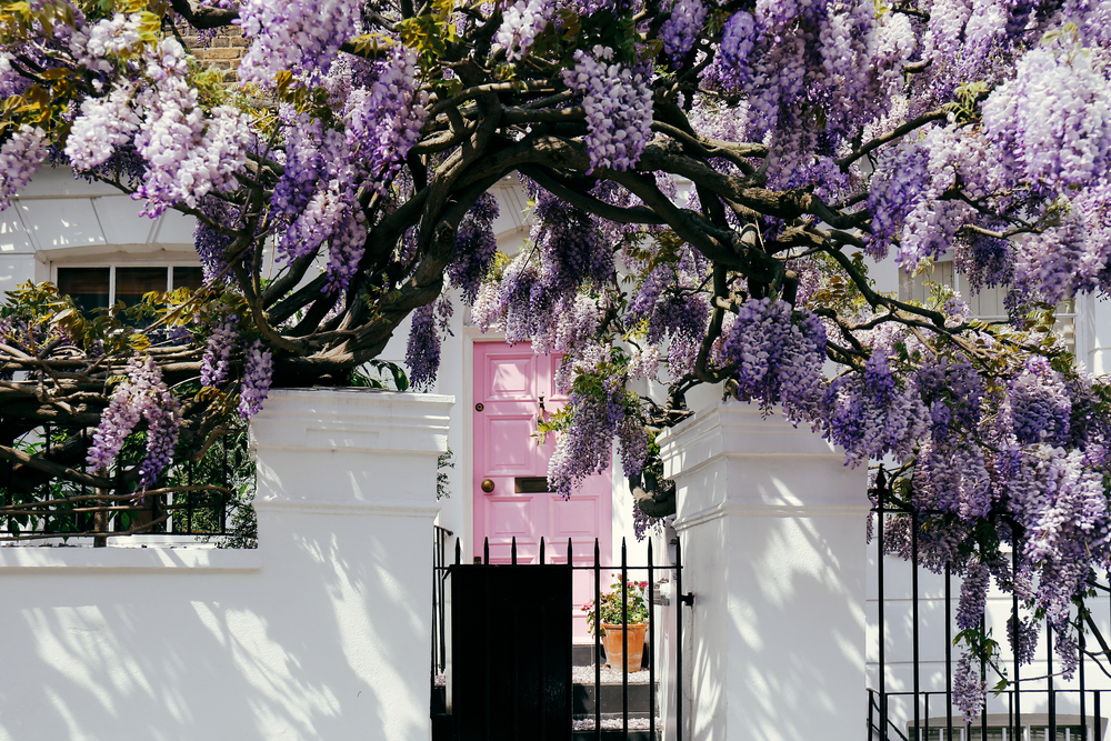 A white house with a pink door surrounded by purple wisteria vines one of the best places to visit in Europe in May