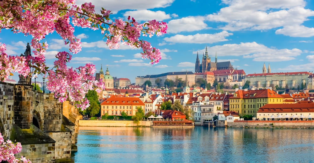 The view of Prague on the shores of the river with a pink blooming tree in the foreground