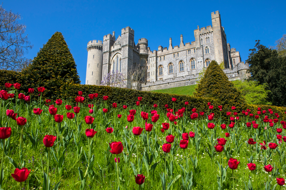 A view of the magnificent Arundel Castle, located in the historic market town of Arundel in West Sussex. The castle is on a hill with red tulips in front of it. 