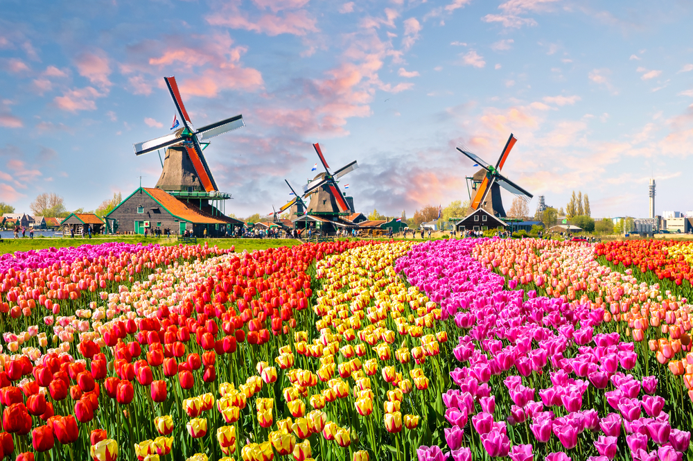 Striped fields of tulips in different colors with windmills in the background, best places to visit in Europe in May