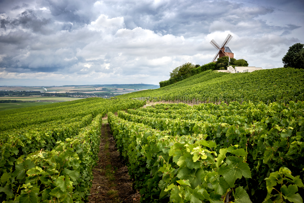 Vineyard with a windmill in the Champagne region outside of Reims on a France road trip.